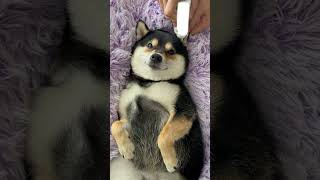 PETS SPA DAY _ #ASMR #dogofyoutube #dogspa #cute #catofyoutube #catspa #cat #cats