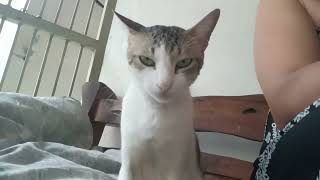 Our cat in the house.