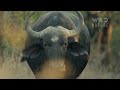 TANZANIA LIONS: Ultimate Battles for Survival (Full Episode) | Nature animal documentary
