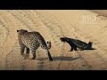 TANZANIA LIONS: Ultimate Battles for Survival (Full Episode) | Nature animal documentary