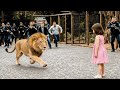 Lion Escapes Cage At Zoo But The Girl Refuses To Run What Happened Shocked Everyone mp3