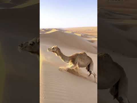 How a camel