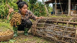 Cleaning the Farm & Setting Python Traps Then Harvesting Longan – Giant Python Finally Caught!