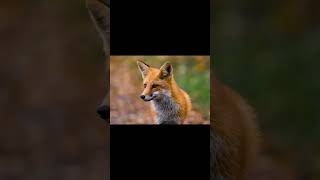 Coyote Sounds Of Howling And Barking Canis Latrans Sounds