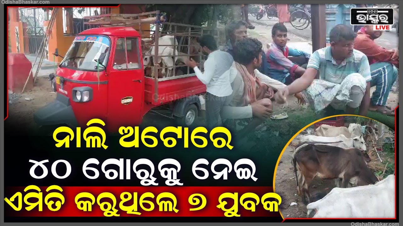 ନାଲି ଅଟୋରେ ୪୦ ଗୋରୁକୁ ନେଇ ଏମିତି କରୁଥିଲେ ୭ ଯୁବକ I ଗାଡ଼ି ସହ ବେପାରୀଙ୍କୁ ଅଟକ ରଖିଲେ ଗ୍ରାମବାସୀ।