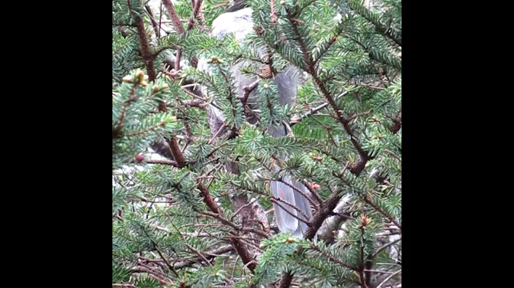 Gray Jay on Mt. Jackson-NH 2019