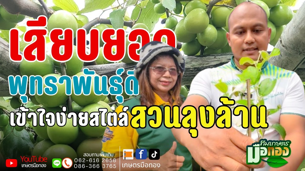 เสียบยอดพุทราพันธุ์ดี ง่ายได้ผลมาก 