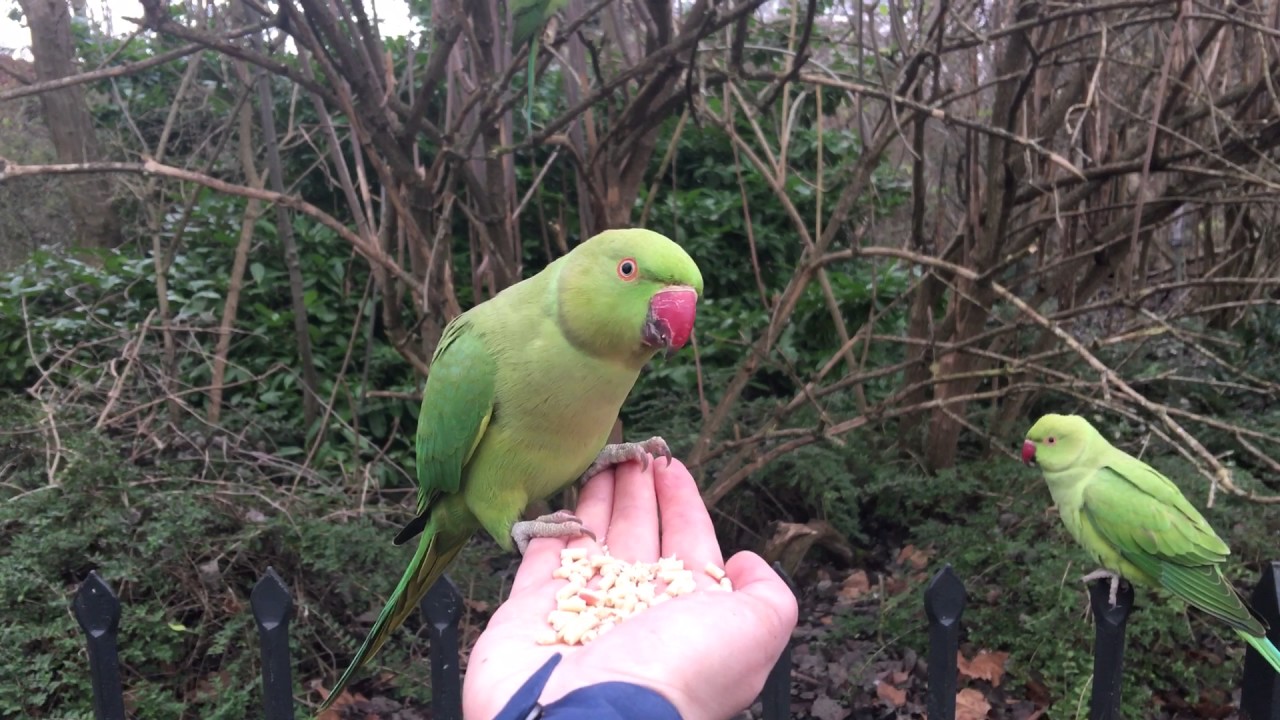 Hand feeding Rose Ringed Parakeets at Kensington Gardens YouTube