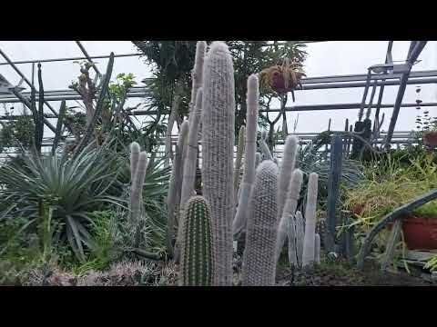 Экскурсия в Ботанический сад. Оранжерея Кактусов, г.Новосибирск