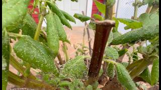 Aphids killing your plants? Here's what to do