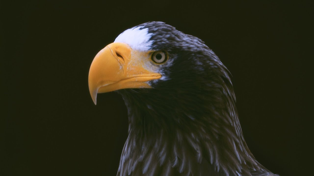 猛禽類医学研究所 コンセプトムービー - YouTube