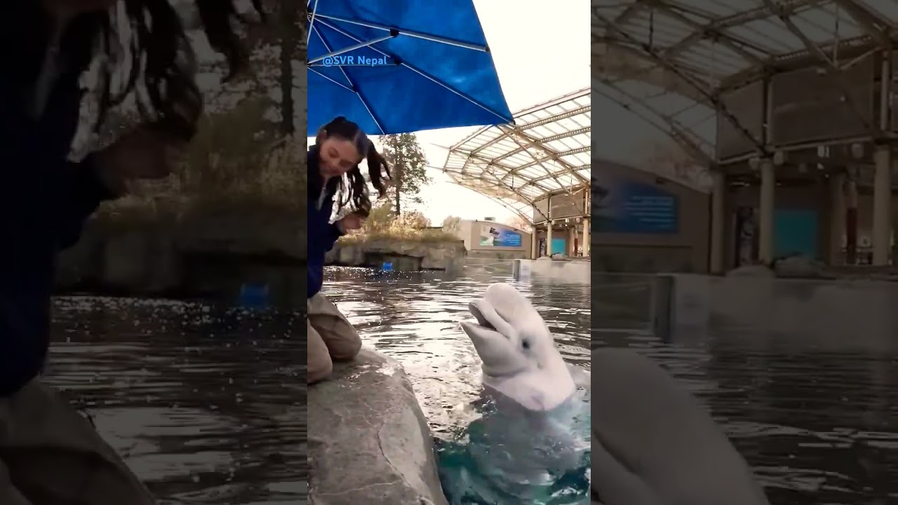 Beluga Whales Vocalisation 7 