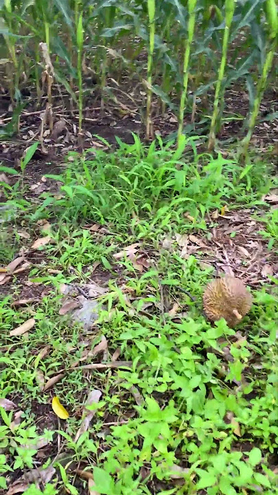 Durian jatuh langsung dari pohonnya 😳#shorts #short #youtubeshorts
