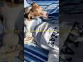 Me and my dog on a perfect Saturday outside