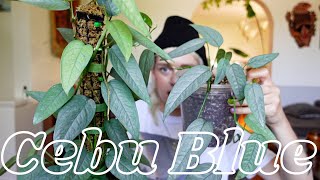 Cebu Blue Pothos Care (regular household conditions and greenhouse cabinet) | Epipremnum Pinnatum