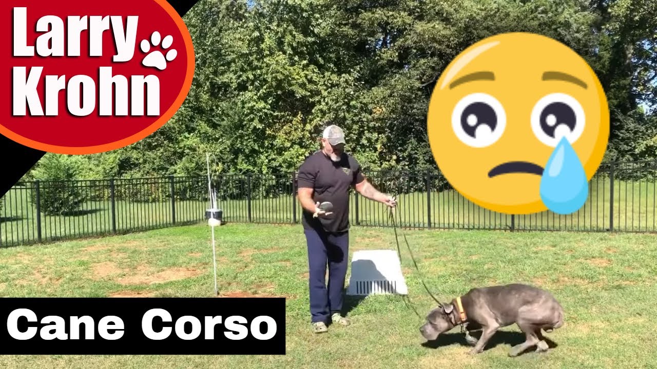 Fearful Cane Corso / non edited dog training
