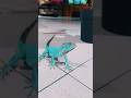 Какое имя ей подойдет? #игуана #ящерица #рептилии #животные