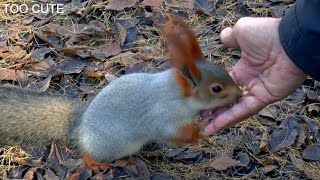 FREE STOCK FOOTAGE OF SQUIRRELS 100% FREE TO USE STOCK FOOTAGE