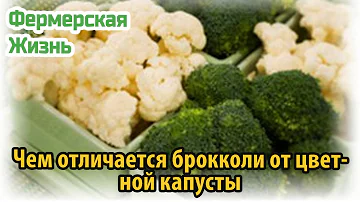Чем отличается брокколи от цветной капусты
