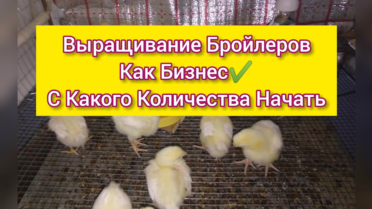 Температурный режим бройлеров кобб 500. Бройлер кобб 500 выращивание. выращивание кобб 500. кобб 500 как выращивать.