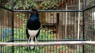 sekali pancing Kacer langsung ikut bunyi gacor