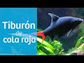 Tiburón cola roja de agua dulce · Labeo bicolor y arcoíris 🦈