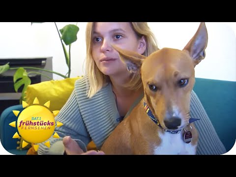 Hund vs. Dieb: TEST mit erschreckendem Ende! | SAT.1 Frühstücksfernsehen