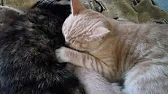 Антон Ковтун. Моя жизнь в деревне.