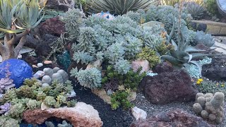 IT’S WALKABOUT WEDNESDAY IN MY LATE NOVEMBER SUCCULENT GARDEN!