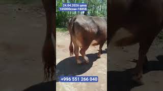 165000сом 8ай ашык бооз учунчу туут уй сатылат +996 551 266 040