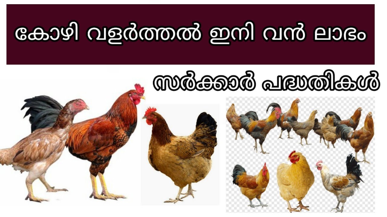 കോഴി വളർത്തൽ എങ്ങനെ ലാഭകരമാക്കാം Kerala Poultry Farming Kozhi