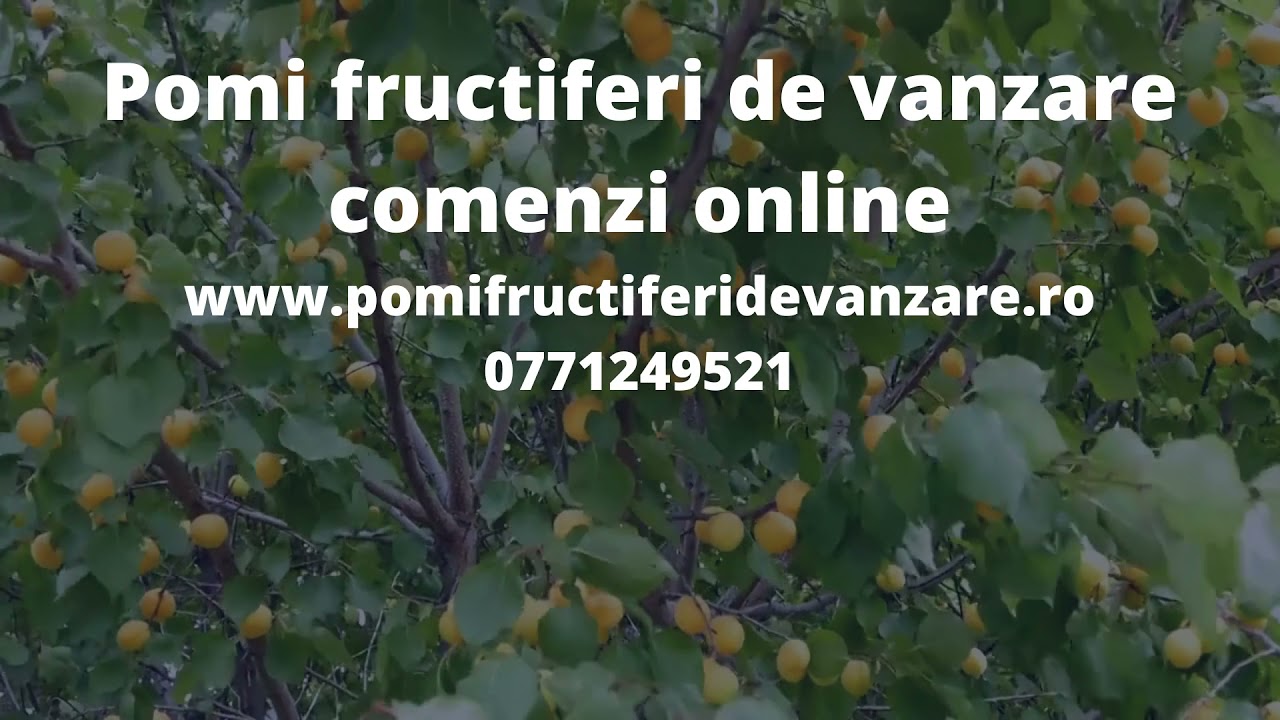 Pomi fructiferi de vanzare comenzi online www pomifructiferidevanzare ro 0771249521 1