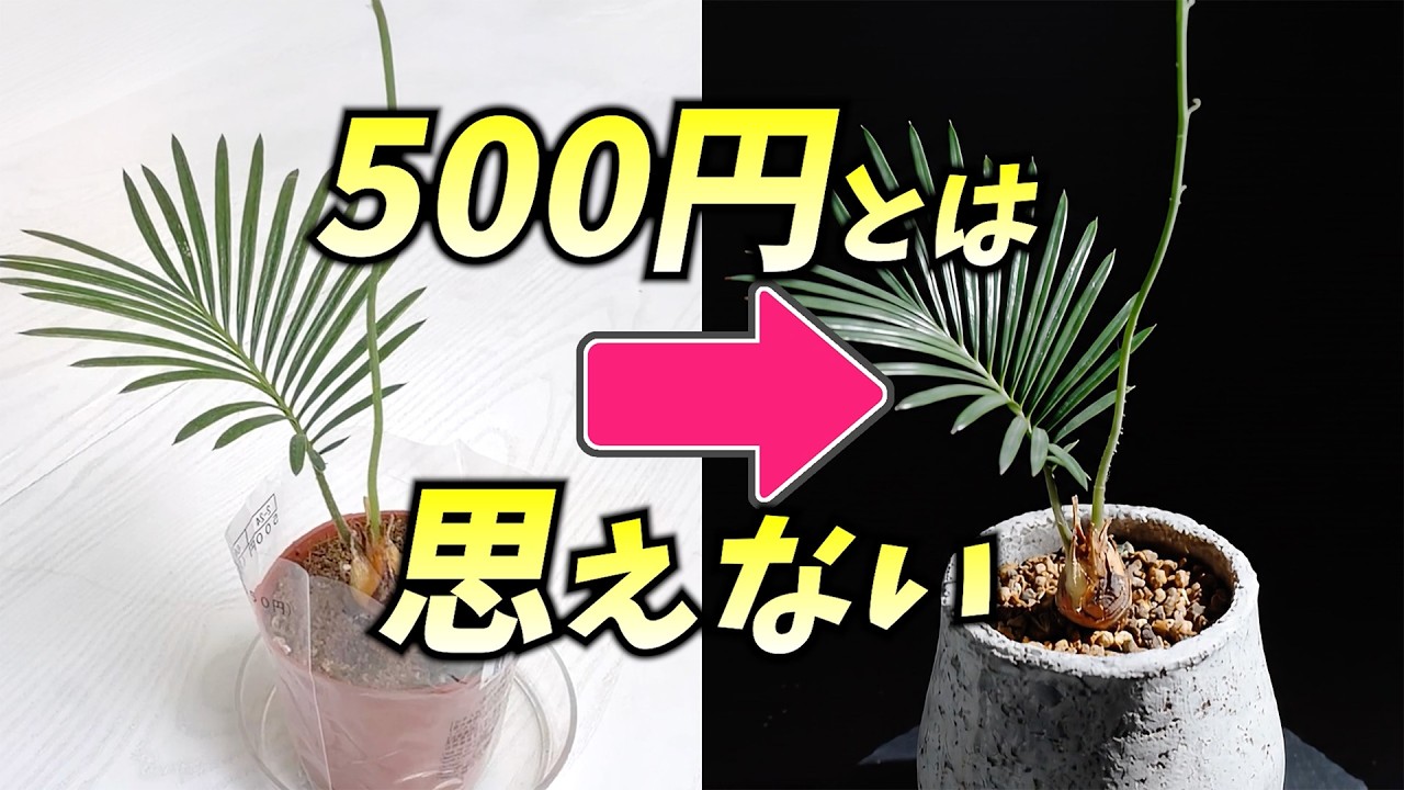 The world of extremely rare cycads you may not have known about
