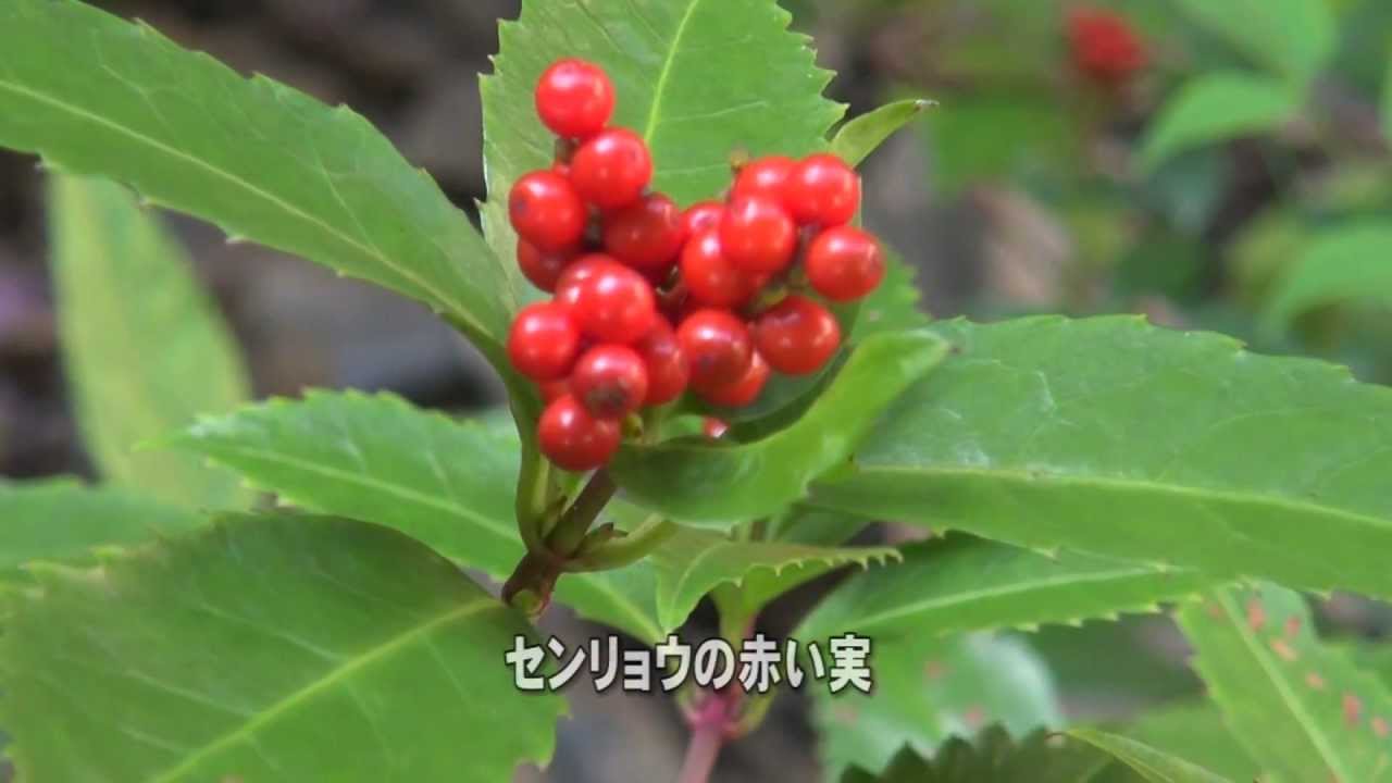 30秒の心象風景2289・緑の葉に真っ赤な実～センリョウ・金剛城寺～