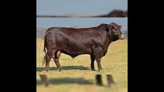 MAPA OA LIKHOELE NO4 THEOOA/KOENANE [TRACK 01]