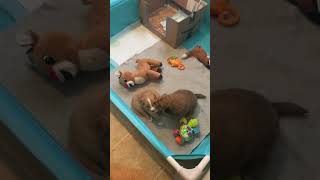 Puppies Start Potty Training Pellets, 4 Weeks