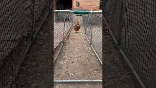 Movable Chicken Catching Tunnel | Easy Poultry Handling Tool