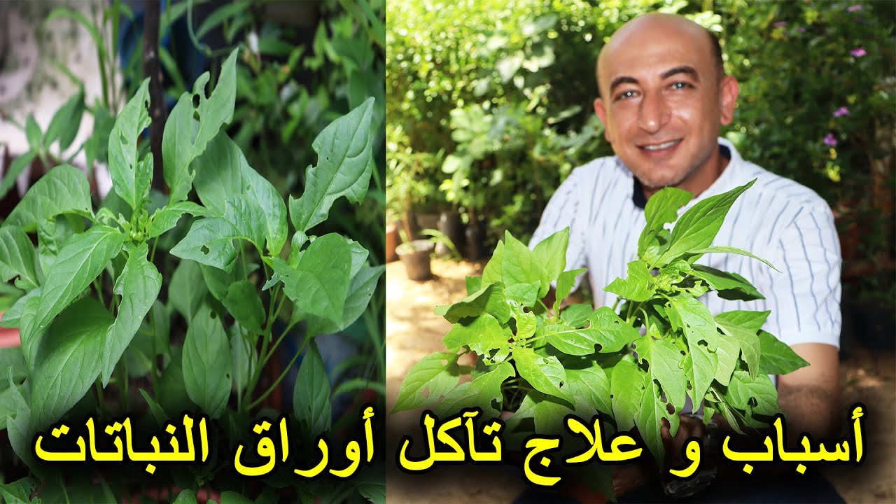 أسباب و علاج تآكل أوراق النباتات