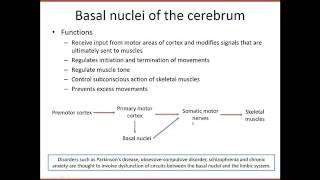 241 Lecture 8 - The Brain Part I