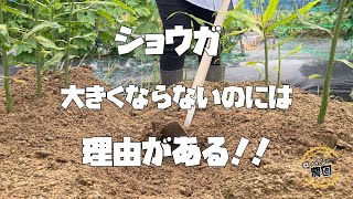 【生姜】の育て方　〇〇されると生姜が育たない【追肥】と【土寄せ】が大きな生姜をつくる【農家の家庭菜園】【有機】でも大きく育つ