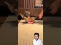 Dog show #youtubeshorts #cat #funny #animals #facts #facts #birds #cutecat #funpage #funniestvideo