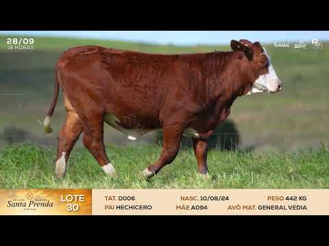 LOTE 30 - D006 | LEILÃO SELEÇÃO SANTA PRENDA VIRTUAL