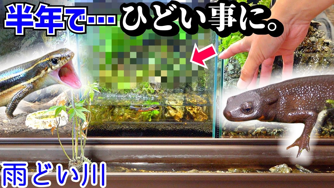 半年放置したイモリ水槽をキレイにして変なもの導入した。【イモリ水槽６】