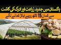 Modern &amp; Ginger Farming=Rs 1.5 Million per Acre earning | Rich Pakistan