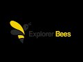 Explorer bees  1 minute