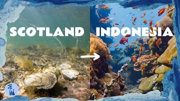 Why Life Thrives in the Tropics - It’s Complicated