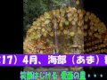 ♪愛西の詩  (唄:松かおりさん)