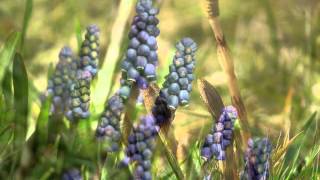 Harukana Tomoni By Baisho Chieko