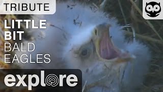 Eaglet DN3 "Little Bit" - Decorah Bald Eagles - Tribute