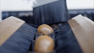 Kiwi Sorter with AI